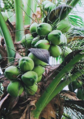 Coconut in Ben Tre