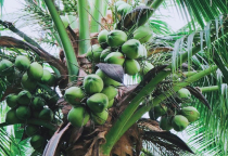 Coconut Ben Tre